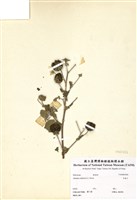 藏品(冬葵子)的圖片